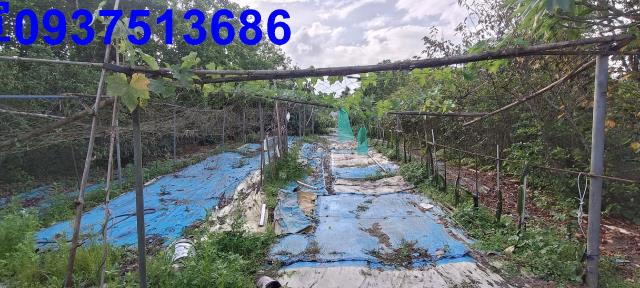 員山農地-13