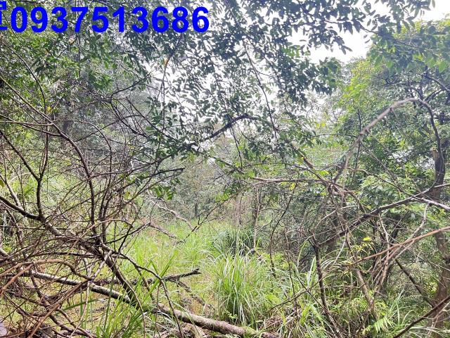 宜蘭礁溪農地-0