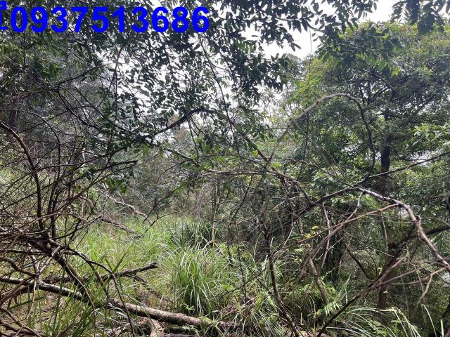 宜蘭礁溪農地-1