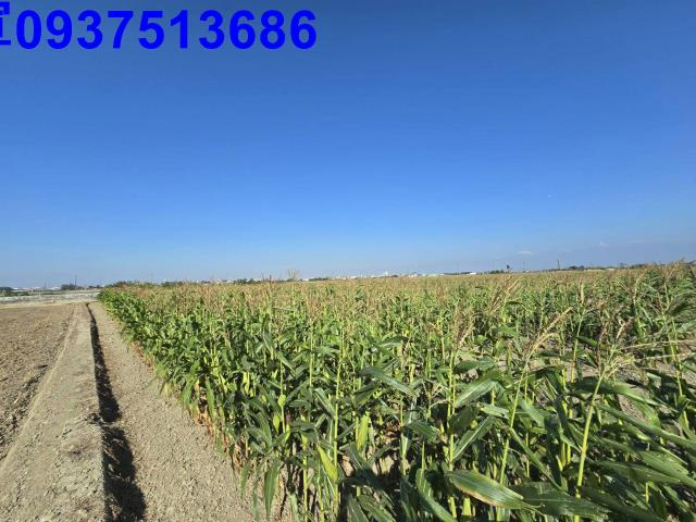 嘉義新港農地-9