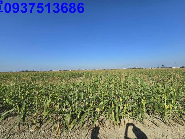 嘉義新港農地-4