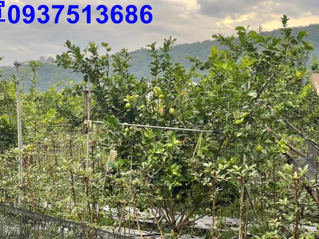 宜蘭員山農地-10