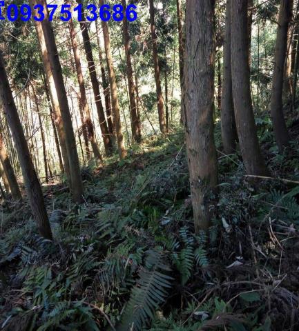 新竹原住民保留地-5