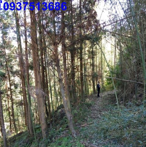 新竹原住民保留地-7