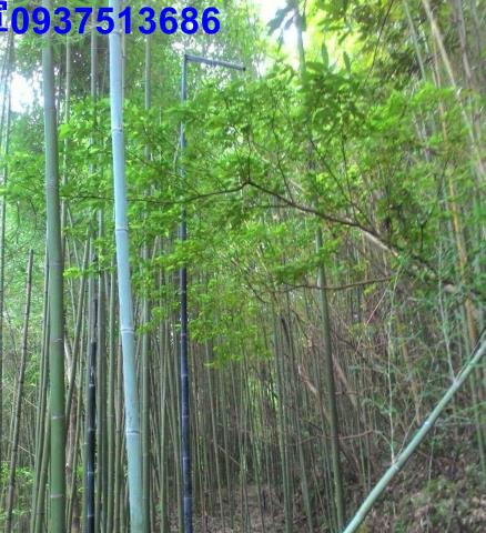 新竹原住民保留地-8