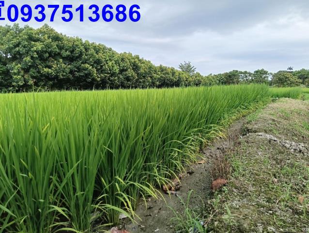 宜蘭頭城農地-6
