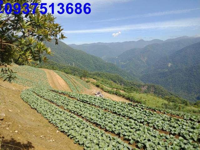 宜蘭南澳山坡地-0