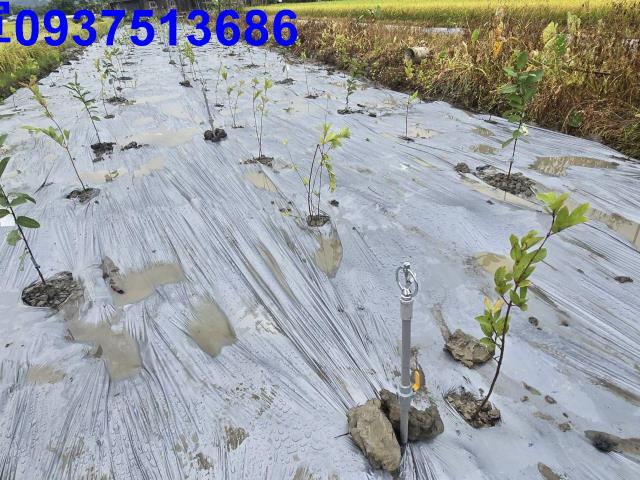 員山農地-1
